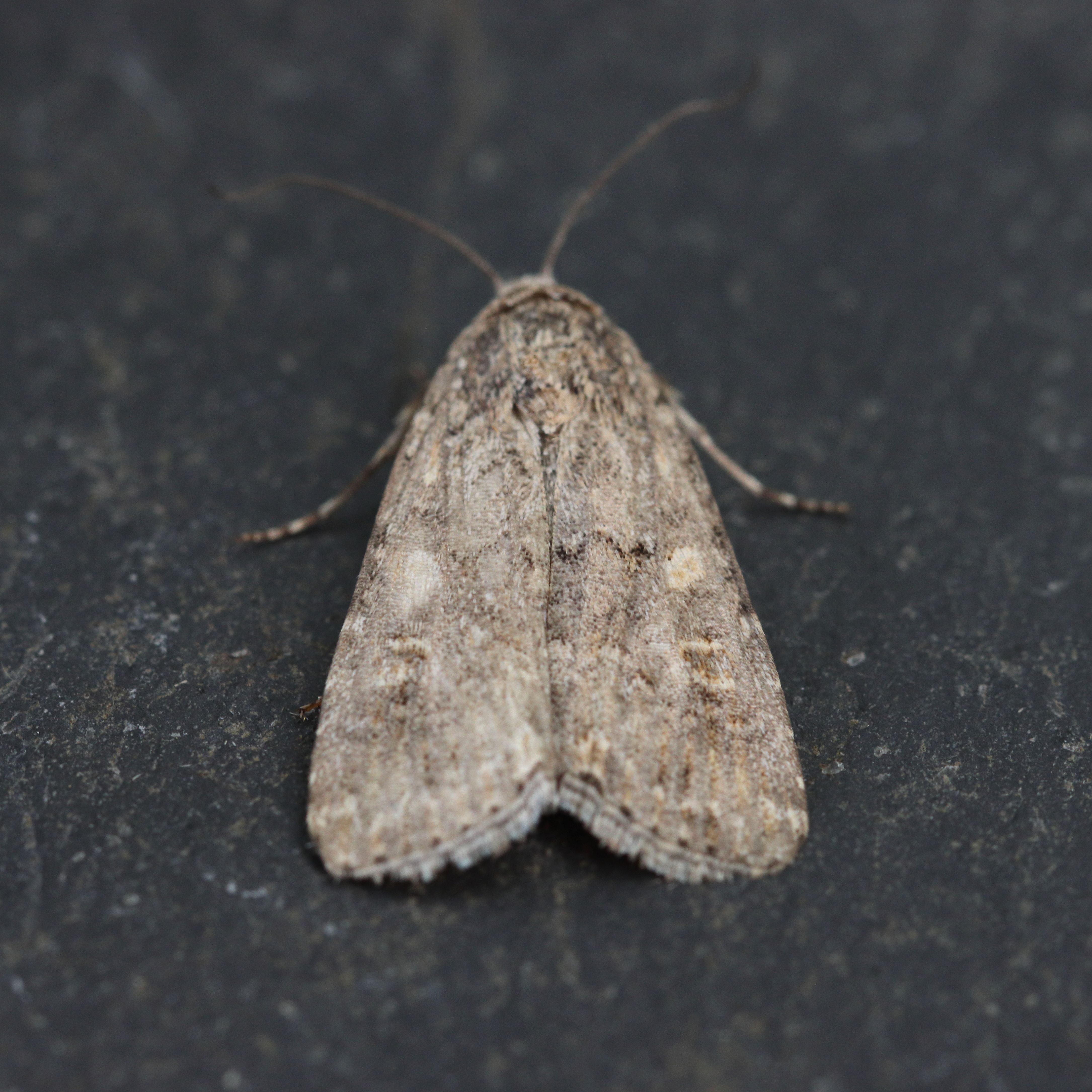 Photo of Small Mottled Willow (Spodoptera exigua)